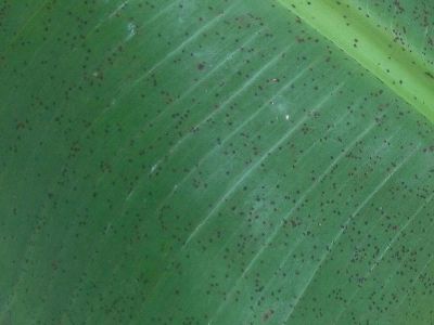 Bệnh đốm đen ở Chuối và biện pháp phòng trị hiệu quả