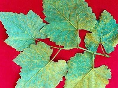 Bệnh rỉ sắt hại nho và cách phòng trừ hiệu quả