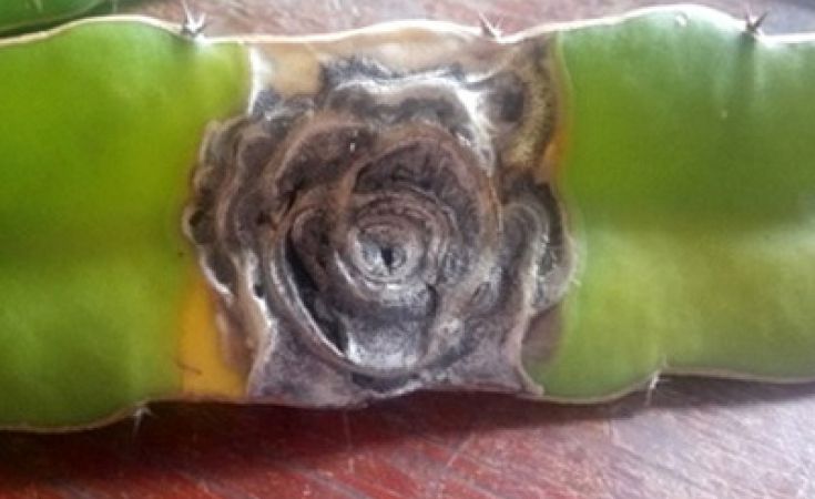 Bệnh thán thư trên thanh long và cách phòng trị