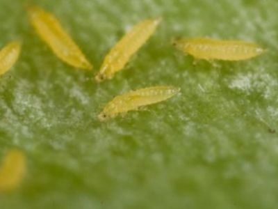 Bọ trĩ gây hại mãng cầu na và thuốc trị bệnh