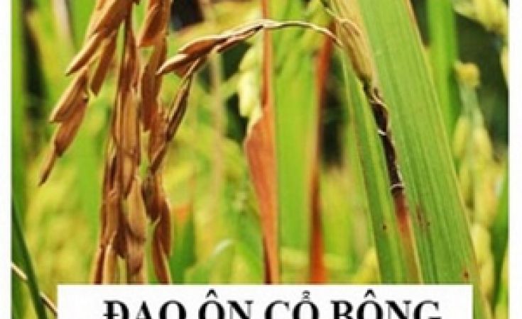 Giải pháp phòng trị bệnh đạo ôn cổ bông và lem lép hạt lúa hiệu quả nhất hiện nay