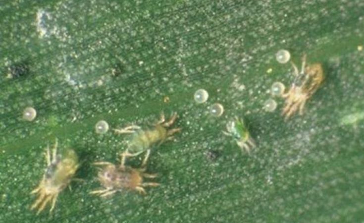 Nhện gié hại lúa và thuốc trị bệnh hiệu quả
