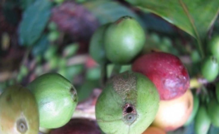 Sâu đục quả hại cà phê và thuốc trị sâu đục quả hại cà phê