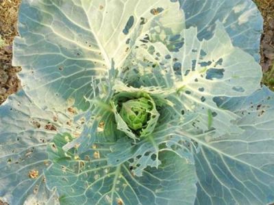 Sâu tơ hại bắp cải và thuốc trị bệnh hại bắp cải