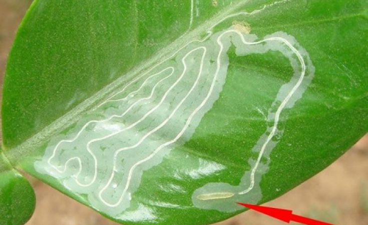 Sâu vẽ bùa và thuốc trị trên cây có múi