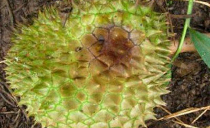 Bệnh thán thư trên cây sầu riêng và cách phòng trừ