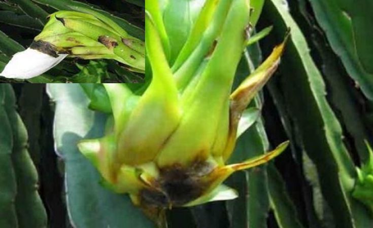 Bệnh đốm đen rỉ sắt trên thanh long và cách phòng trừ hiệu quả