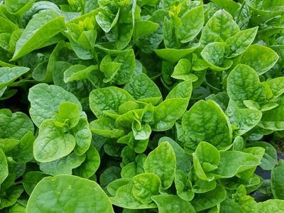 Phòng trị bệnh đốm mắt cua trên rau màu hiệu quả