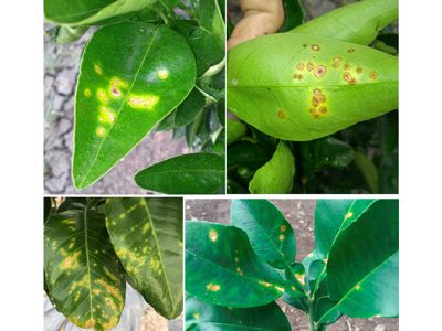 Bệnh thán thư hại bưởi và phương pháp trị