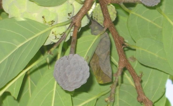 Bệnh thối khô quả mãng cầu na và thuốc trị bệnh thối khô quả mãng cầu na