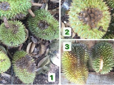 Điều trị bệnh Thối trái sầu riêng công thức bộ đôi Amtivo + DIỆT NẤM KHUẨN