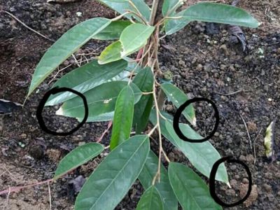 Bệnh thán thư sầu riêng và thuốc đặc trị bệnh thán thư trên cây sầu riêng