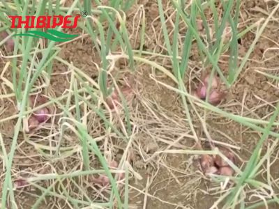 Bệnh thối củ hành (thối nhũn trên hành) và biện pháp phòng trị hiệu quả