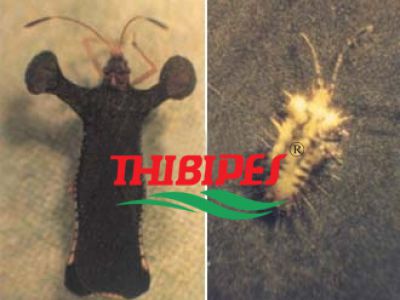 Rầy thánh giá hại hồ tiêu và thuốc trị rầy thánh giá hại hồ tiêu hiệu quả nhất