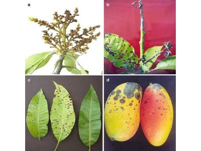 Bệnh thán thư hại xoài, thuốc trị bệnh thán thư hại xoài