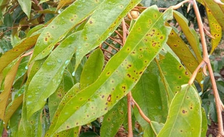 Bệnh đốm mắt cua trên sầu riêng và thuốc trị bệnh đốm mắt cua trên sầu riêng