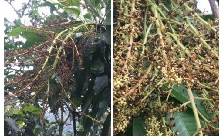 Bệnh thán thư và bệnh đốm đen gây hại bông trái non cây xoài