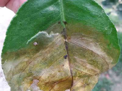 Bệnh thán thư hại bưởi và cách khắc phục