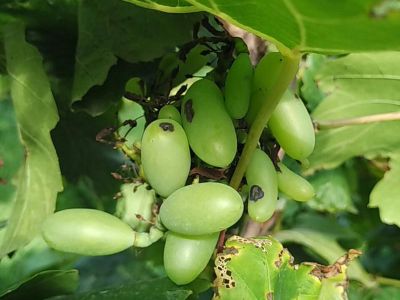 Cách phòng chống bệnh thán thư trên cây nho