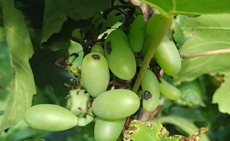 Cách phòng chống bệnh thán thư trên cây nho