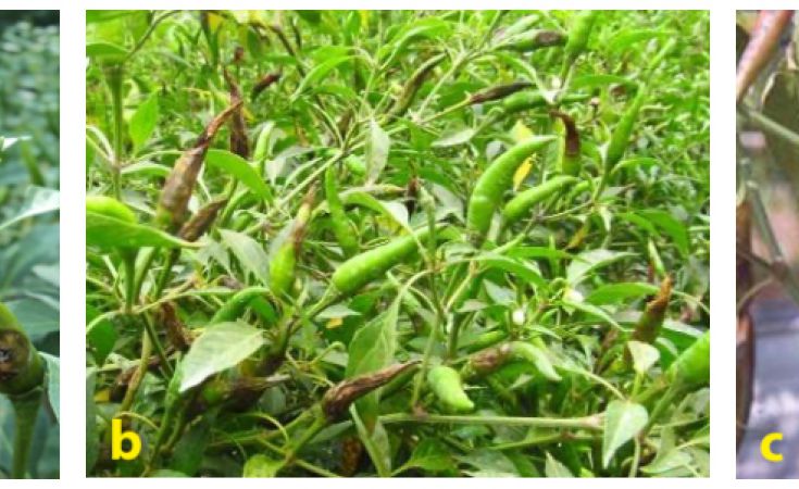 Bệnh thán thư trên cây ớt và cách phòng trừ hiệu quả