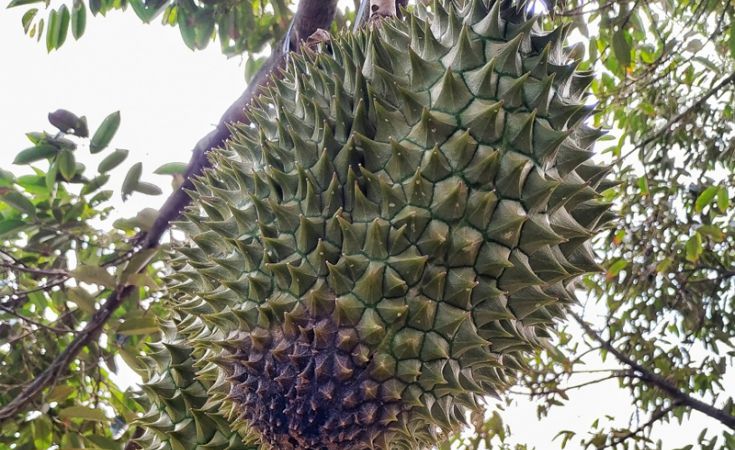 Bệnh thối trái sầu riêng và thuốc trị