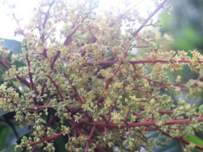 Bệnh vi khuẩn hại bông xoài và giải pháp quản lý tốt hiện nay