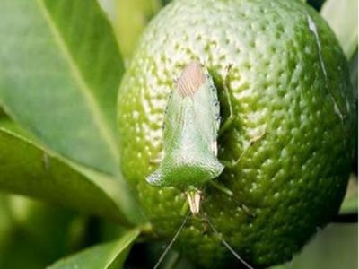 Phòng trừ bọ xít trên cây có múi