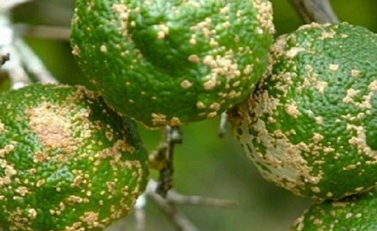 Các loại bệnh ghẻ trên cây có múi và phòng trừ bệnh ghẻ trên cây có múi với siêu phẩm Strepcoxin
