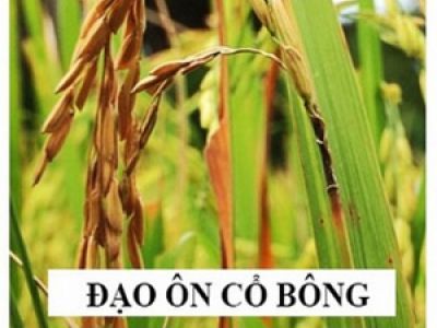 Giải pháp phòng trị bệnh đạo ôn cổ bông và lem lép hạt lúa hiệu quả nhất hiện nay