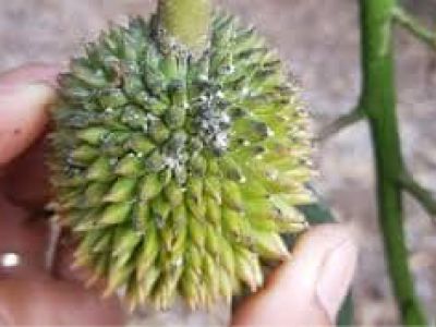 Phòng ngừa rệp sáp trên cây sầu riêng