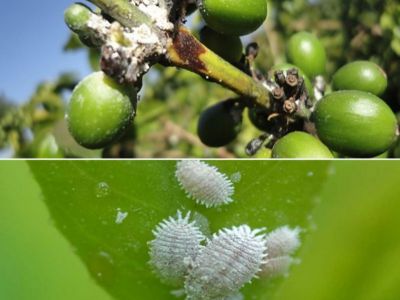 Rệp sáp hại quả cà phê và thuốc trị rệp sáp hại cà phê