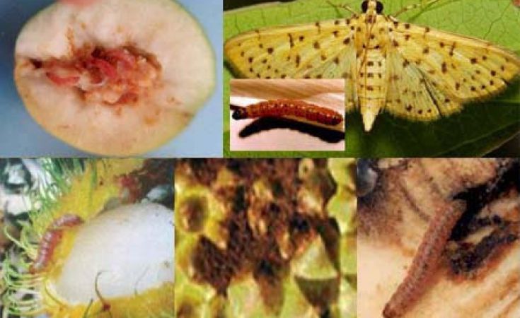 Sâu đục quả, sâu đục trái và thuốc trị sâu đục quả, sâu đục trái