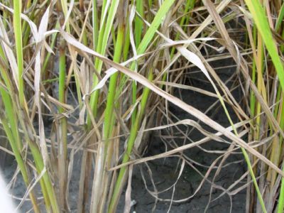 Bệnh khô vằn hại lúa và thuốc trị bệnh khô vằn hại lúa hiệu quả nhất hiện nay