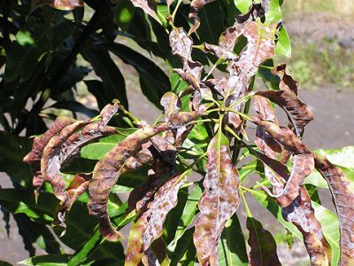 Bệnh phấn trắng hại xòai và thuốc trị bệnh phấn trắng hại xoài