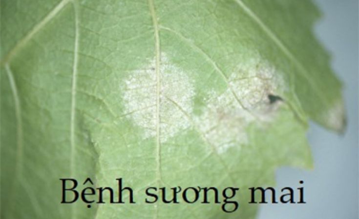 Bệnh sương mai ở các cây thuộc họ Bầu bí và cách phòng trị