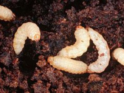 Bọ hà hại khoai lang và thuốc trị bọ hà hại khoai lang hiệu quả hiện nay