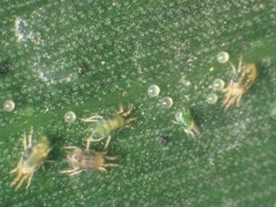 Nhện gié hại lúa và thuốc trị bệnh hiệu quả