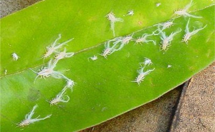 Rầy nhảy là gì? Thuốc trị rầy nhảy hiệu quả nhất thị trường hiện nay