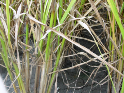 Bệnh đốm vằn hại lúa và thuốc trị đốm vằn hại lúa hiệu quả