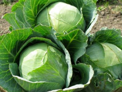 Bệnh mốc xám trên bắp cải và cách phòng trừ hiệu quả