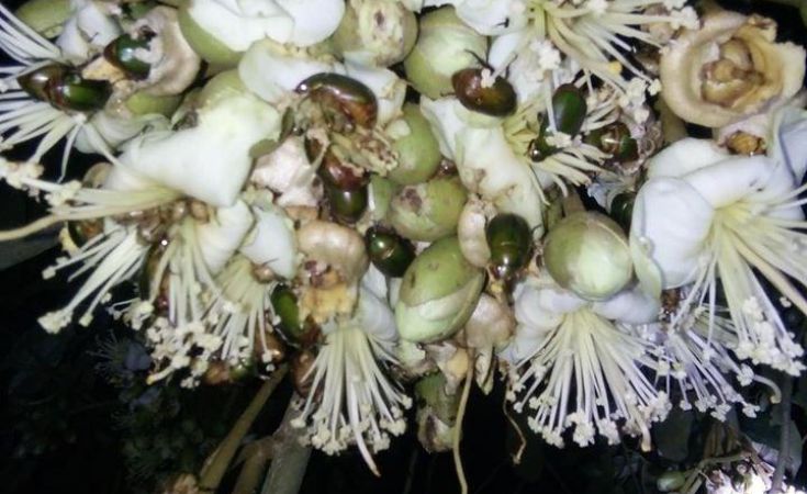 Bọ cánh cứng - nỗi trăn trở của bà con trồng sầu riêng