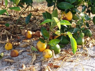 Cách phòng chống thối trái trên cây có múi và thuốc trị bệnh thối trái trên cây có múi