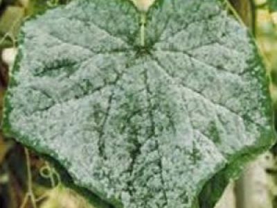 Phân biệt, phòng trừ bệnh phấn trắng và bệnh giả sương mai trên họ bầu bí