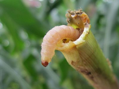 Sâu đục thân lúa và cách phòng trị sâu đục thân hại lúa với siêu phẩm