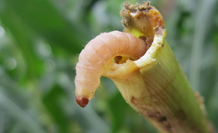Sâu đục thân lúa và cách phòng trị sâu đục thân hại lúa với siêu phẩm