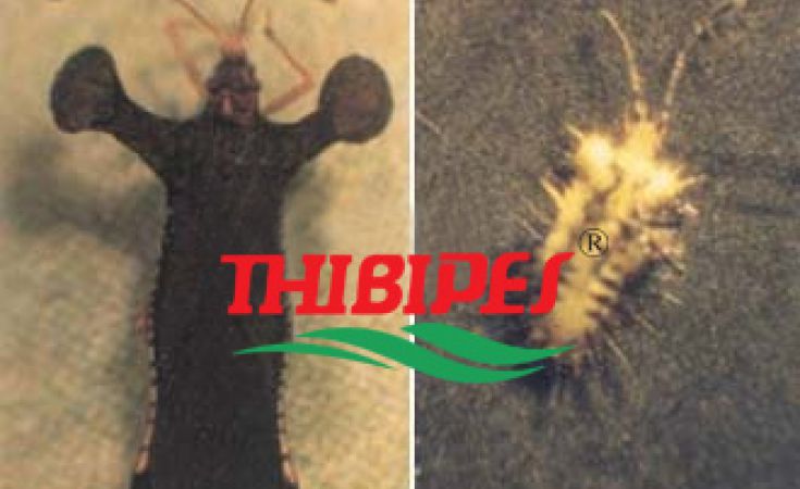 Rầy thánh giá hại hồ tiêu và thuốc trị rầy thánh giá hại hồ tiêu hiệu quả nhất