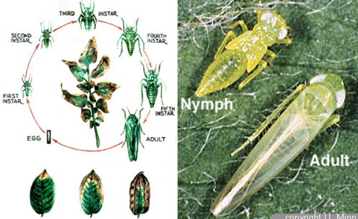 Rầy xanh hại sầu riêng và thuốc trị hiệu quả