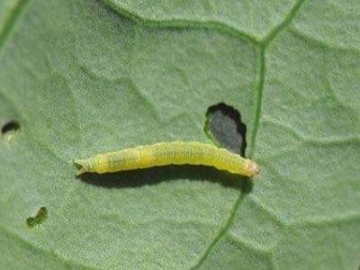 Sâu tơ hại rau và biện pháp phòng trừ
