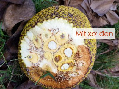 Bệnh xơ đen múi mít và thuốc trị hiệu quả